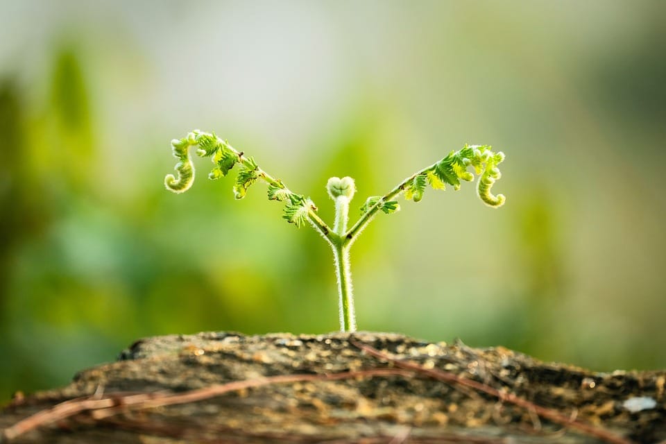 personal growth
